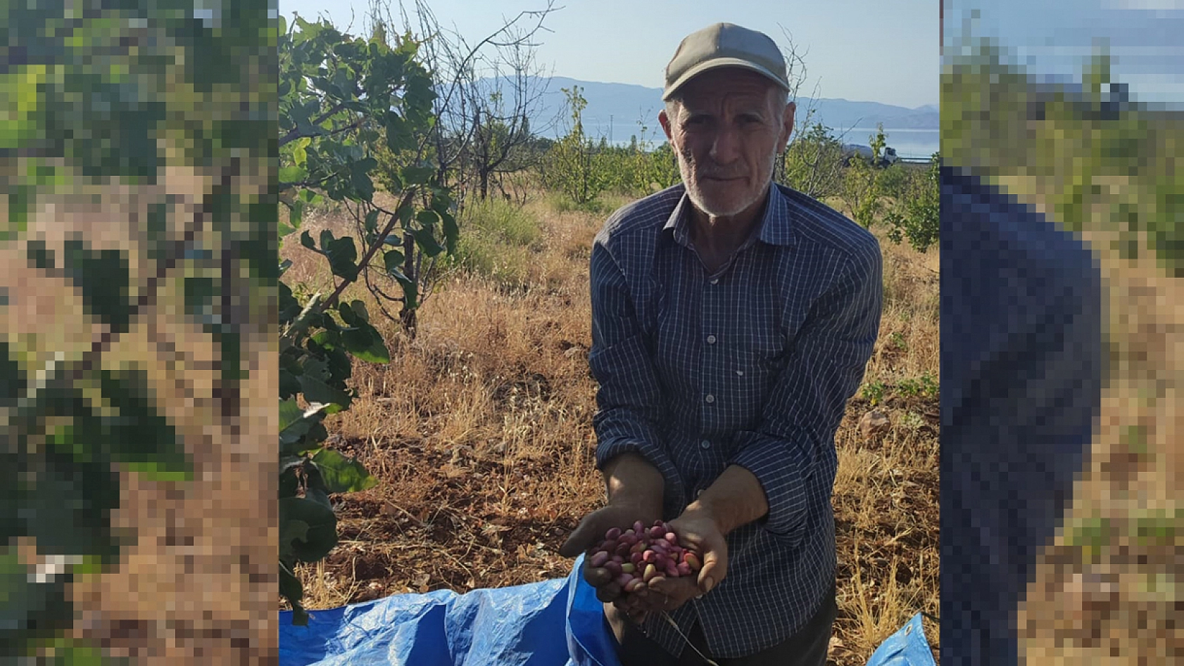 Elazığ'da artık o ürün de yetişiyor: üreticisinden tüyolar
