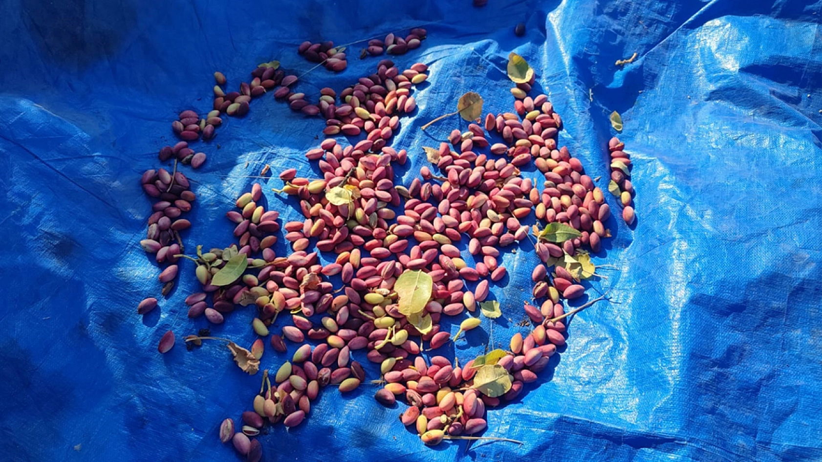 Elazığ'da artık o ürün de yetişiyor: üreticisinden tüyolar