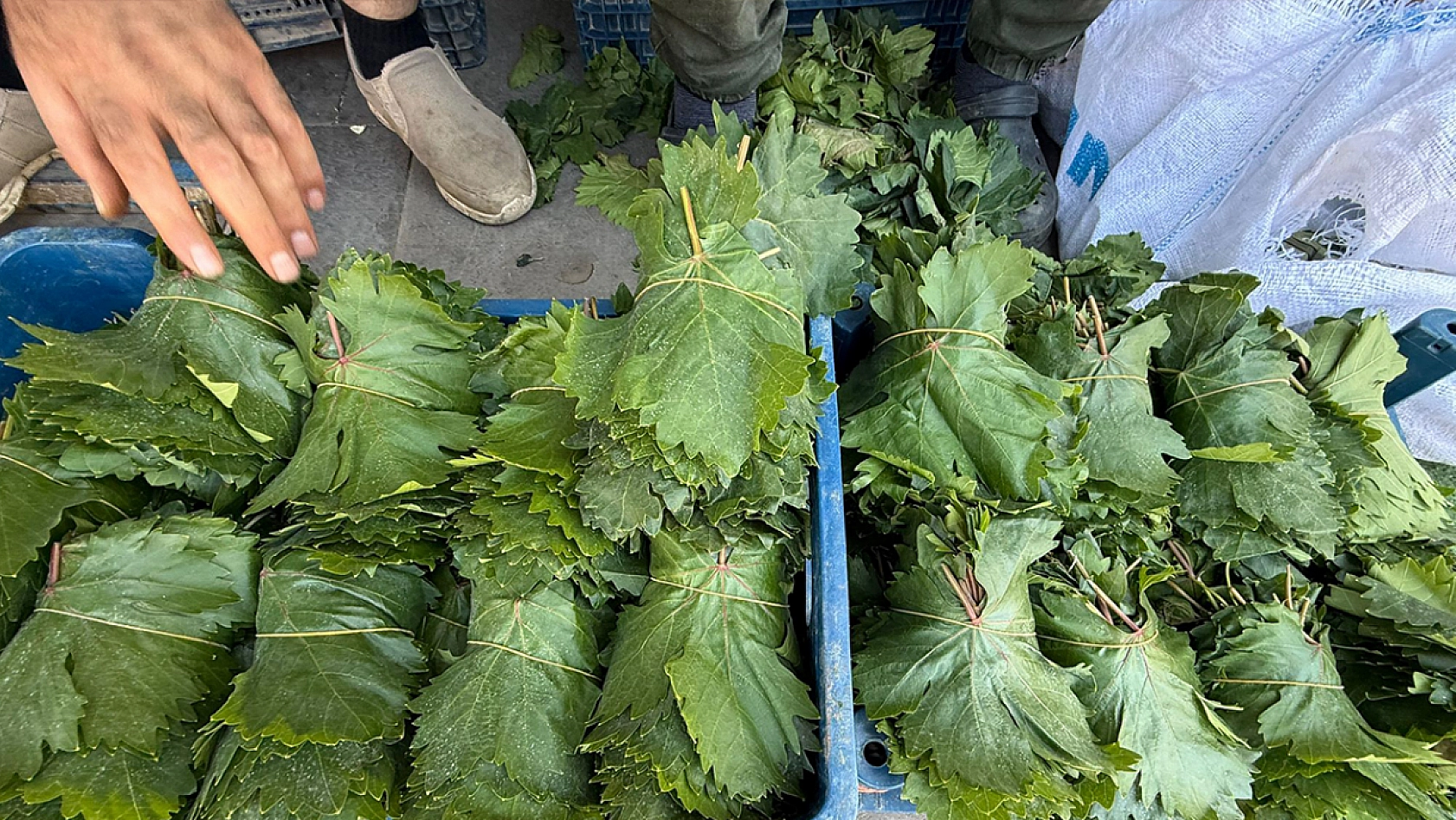 Elazığ'da tezgahlarda yerini aldı kilosu 150 liradan satılıyor