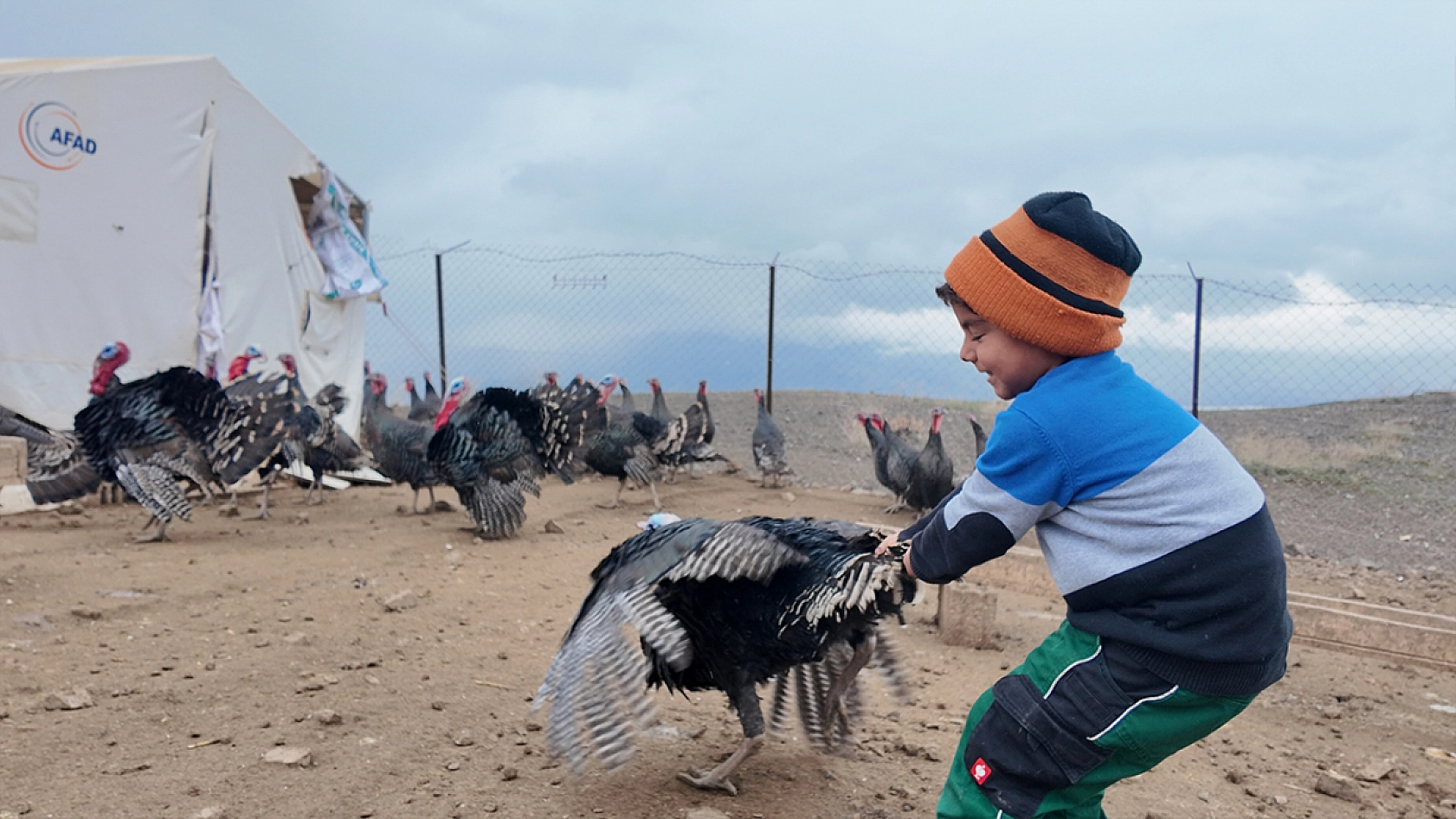 Elazığ'da koç fiyatına hindi