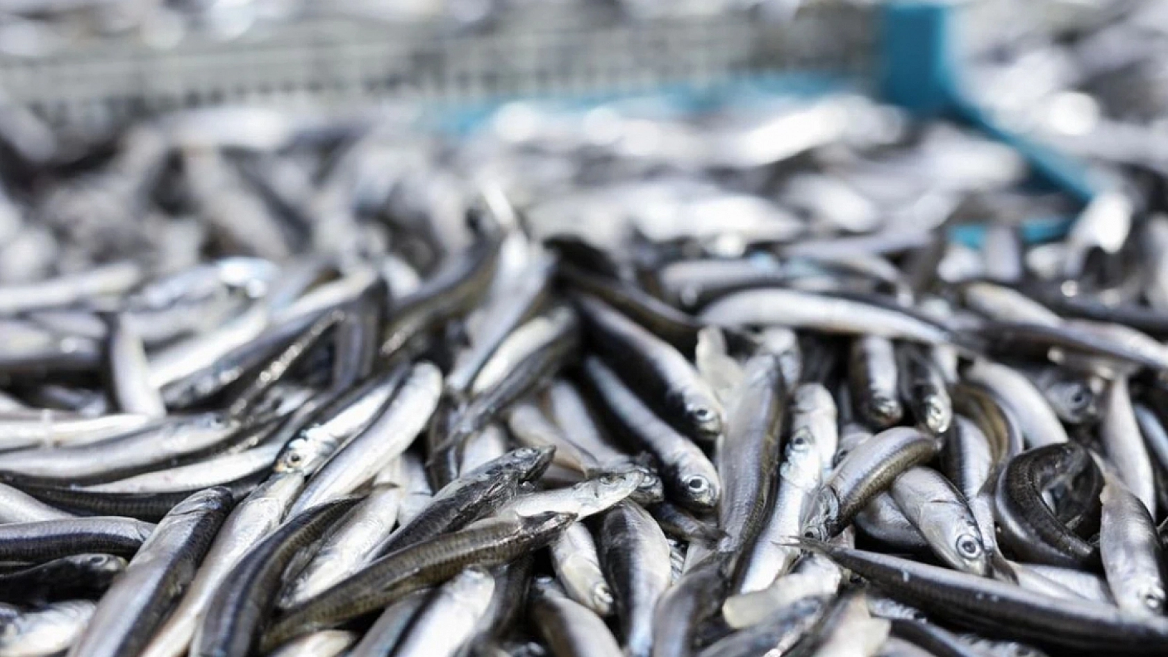 Bir ilde hamsinin kilosu 40 TL'ye düştü