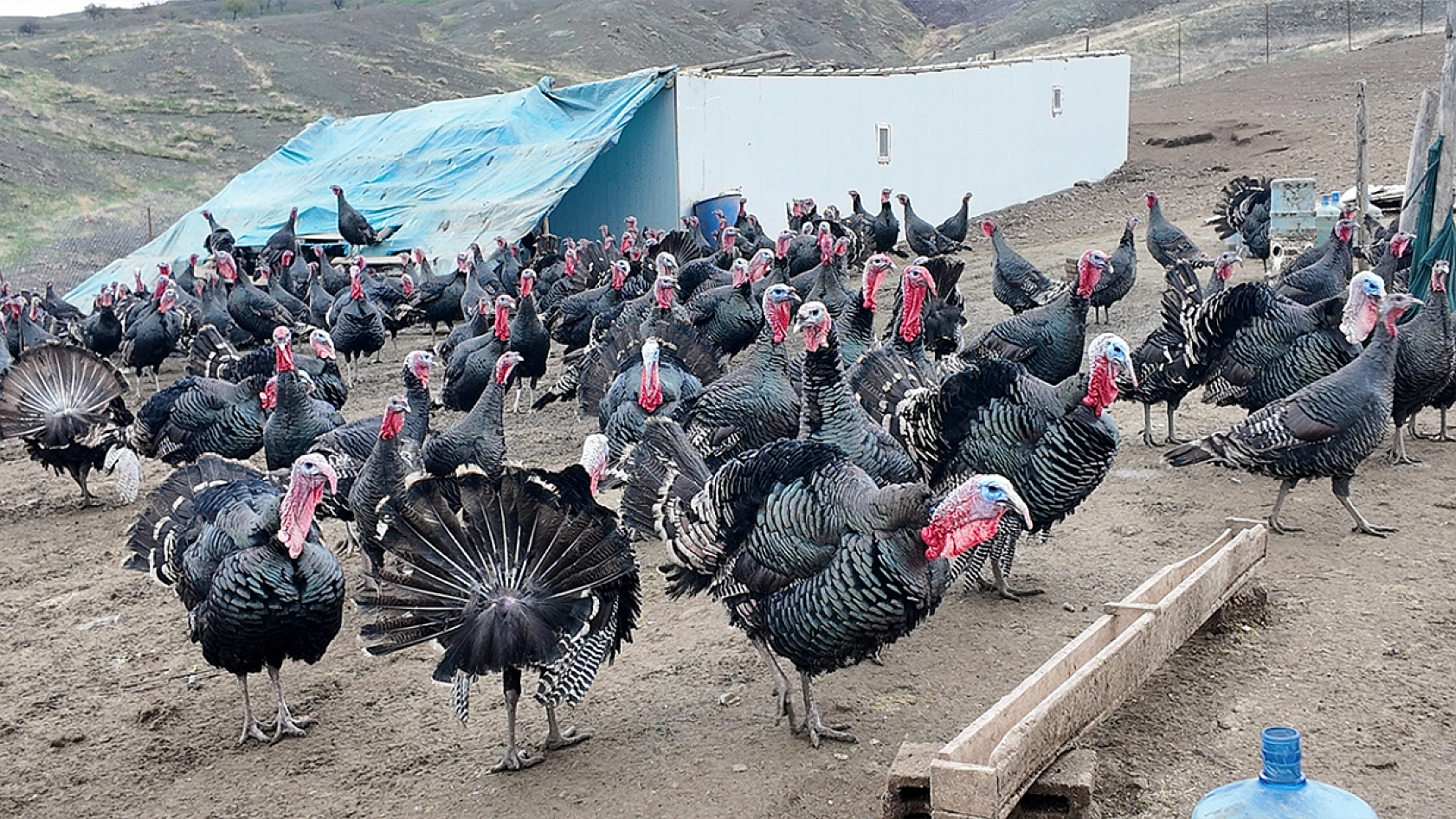 Elazığ'da koç fiyatına hindi
