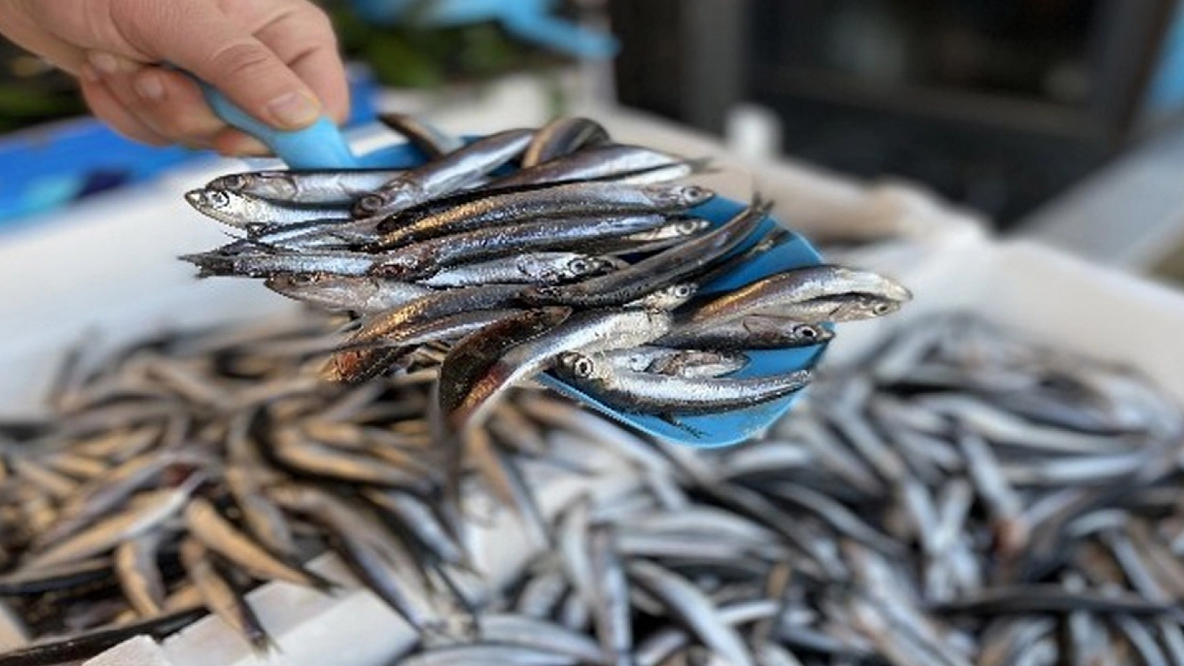 Bir ilde hamsinin kilosu 40 TL'ye düştü