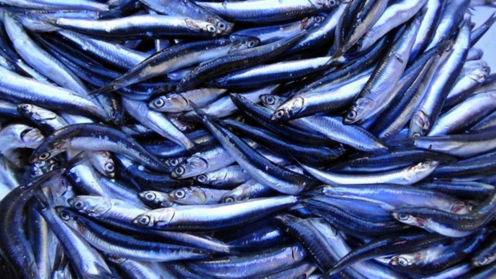 Bir ilde hamsinin kilosu 40 TL'ye düştü