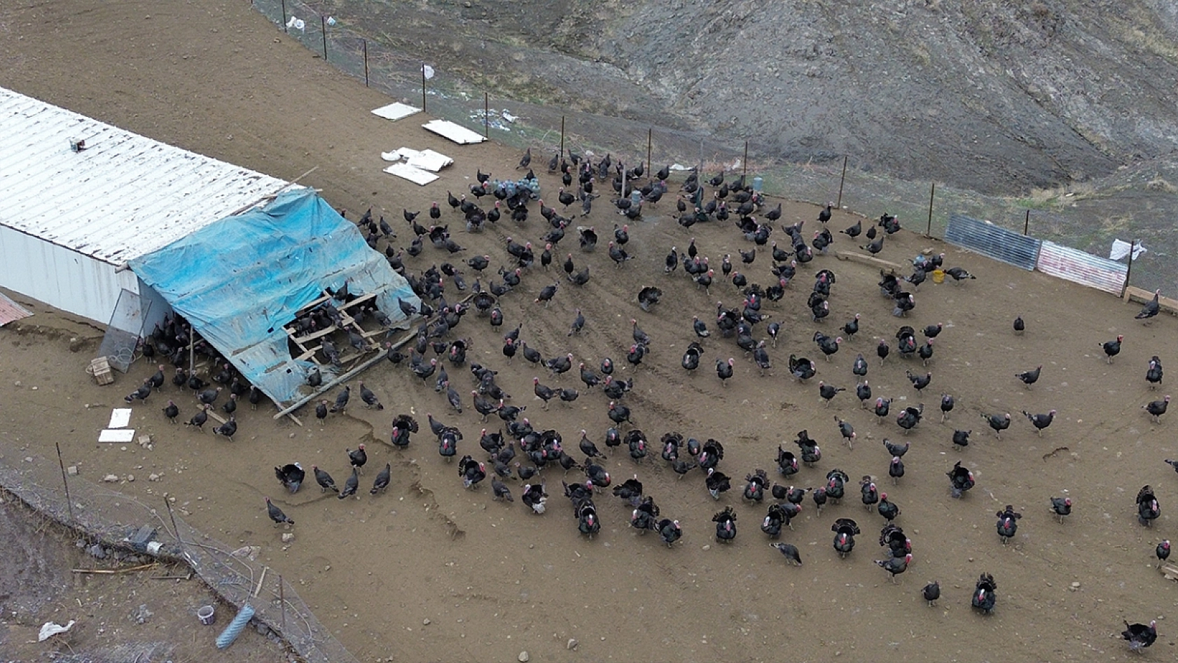 Elazığ'da koç fiyatına hindi