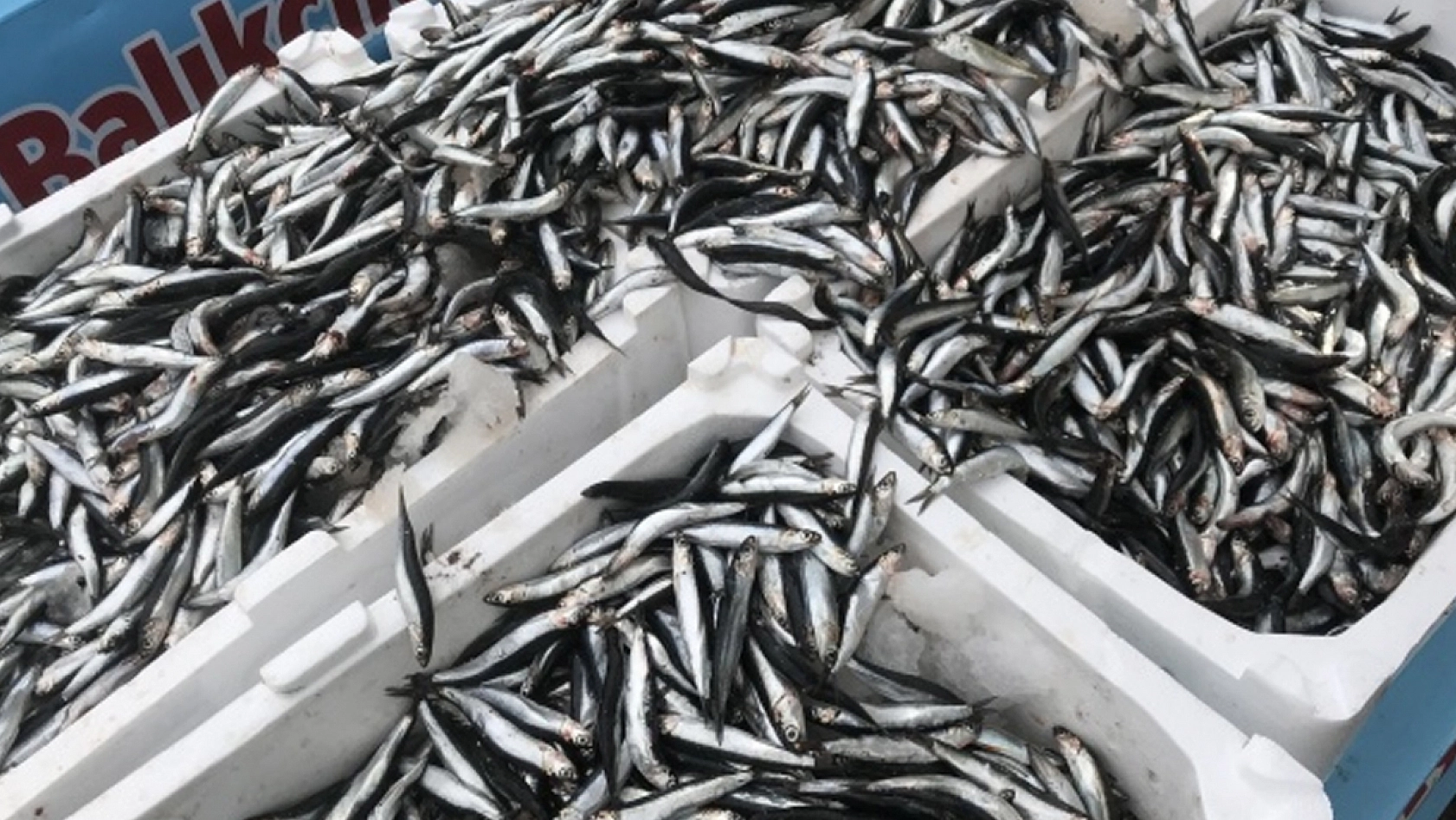 Bir ilde hamsinin kilosu 40 TL'ye düştü
