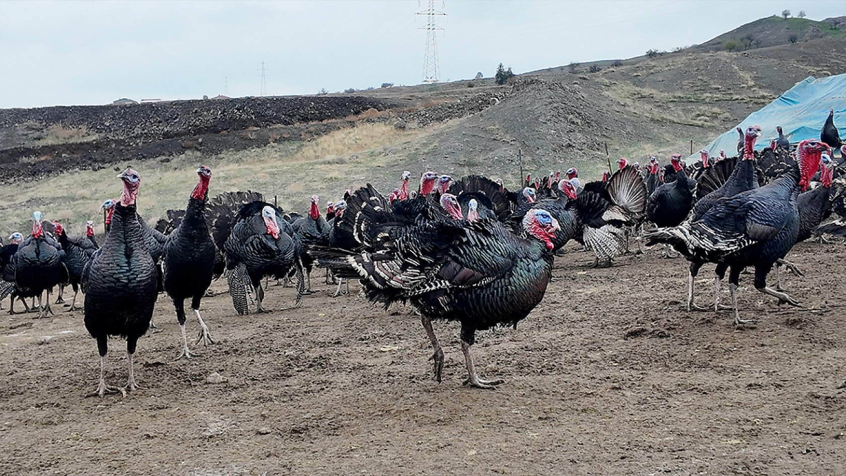 Elazığ'da koç fiyatına hindi