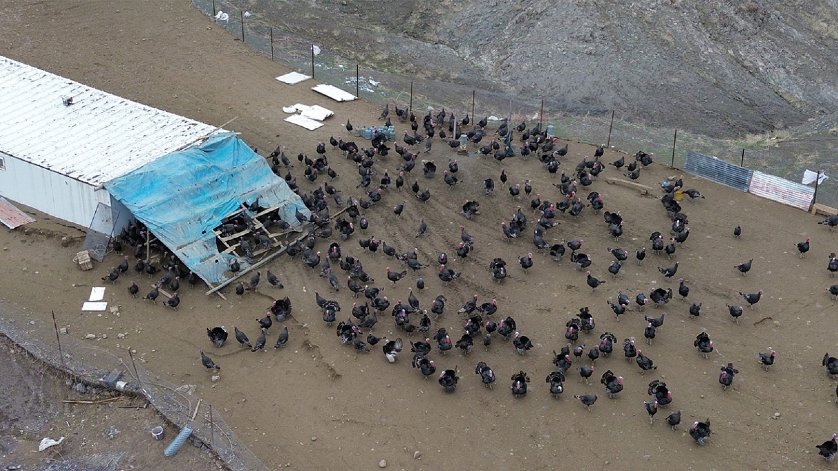 Elazığ'da koç fiyatına hindi