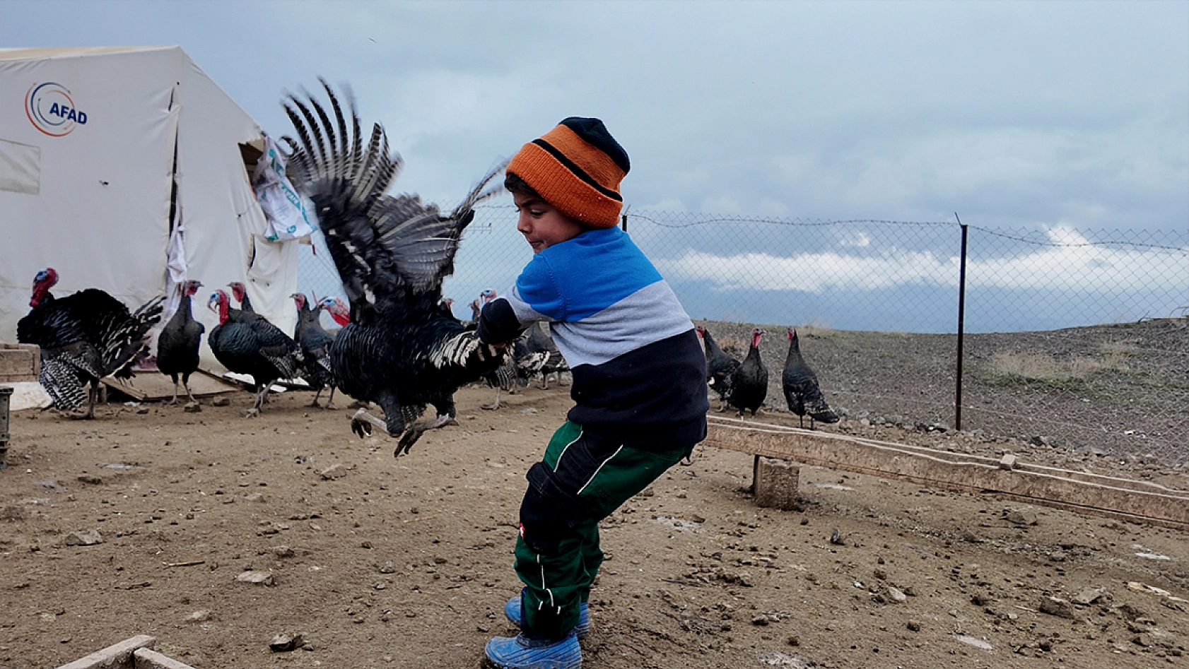 Elazığ'da koç fiyatına hindi