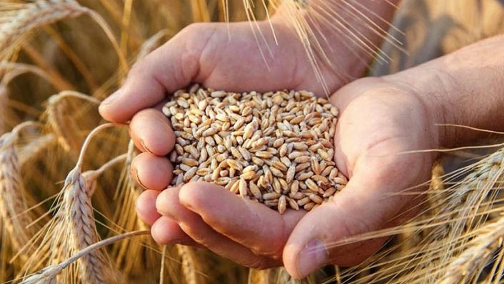 Elazığ'da Büyük Heyecan: Uğraşlar 3 Ay Sürecek, Depolar Dolacak!