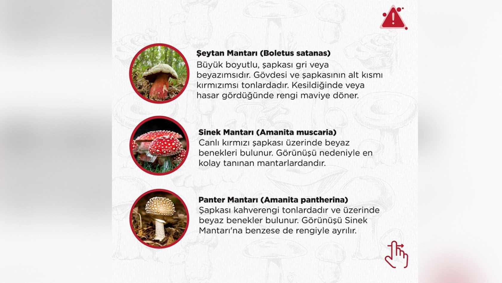 Mantar severler dikkat! Bu haberi okumadan tüketmeyin