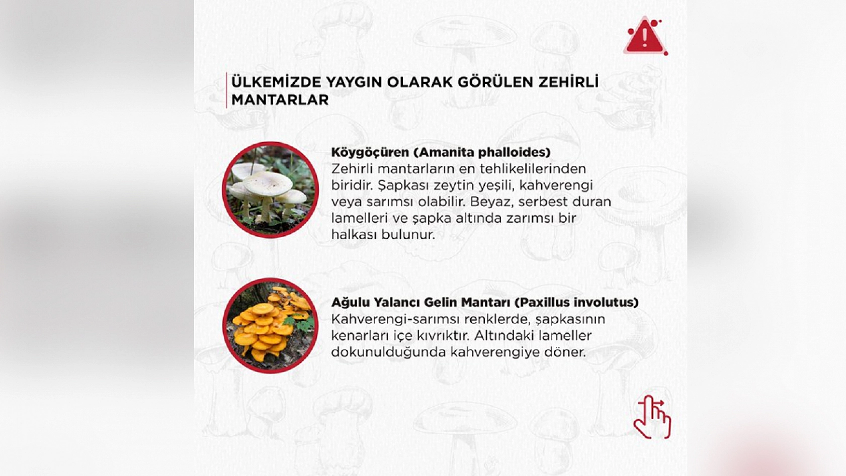 Mantar severler dikkat! Bu haberi okumadan tüketmeyin