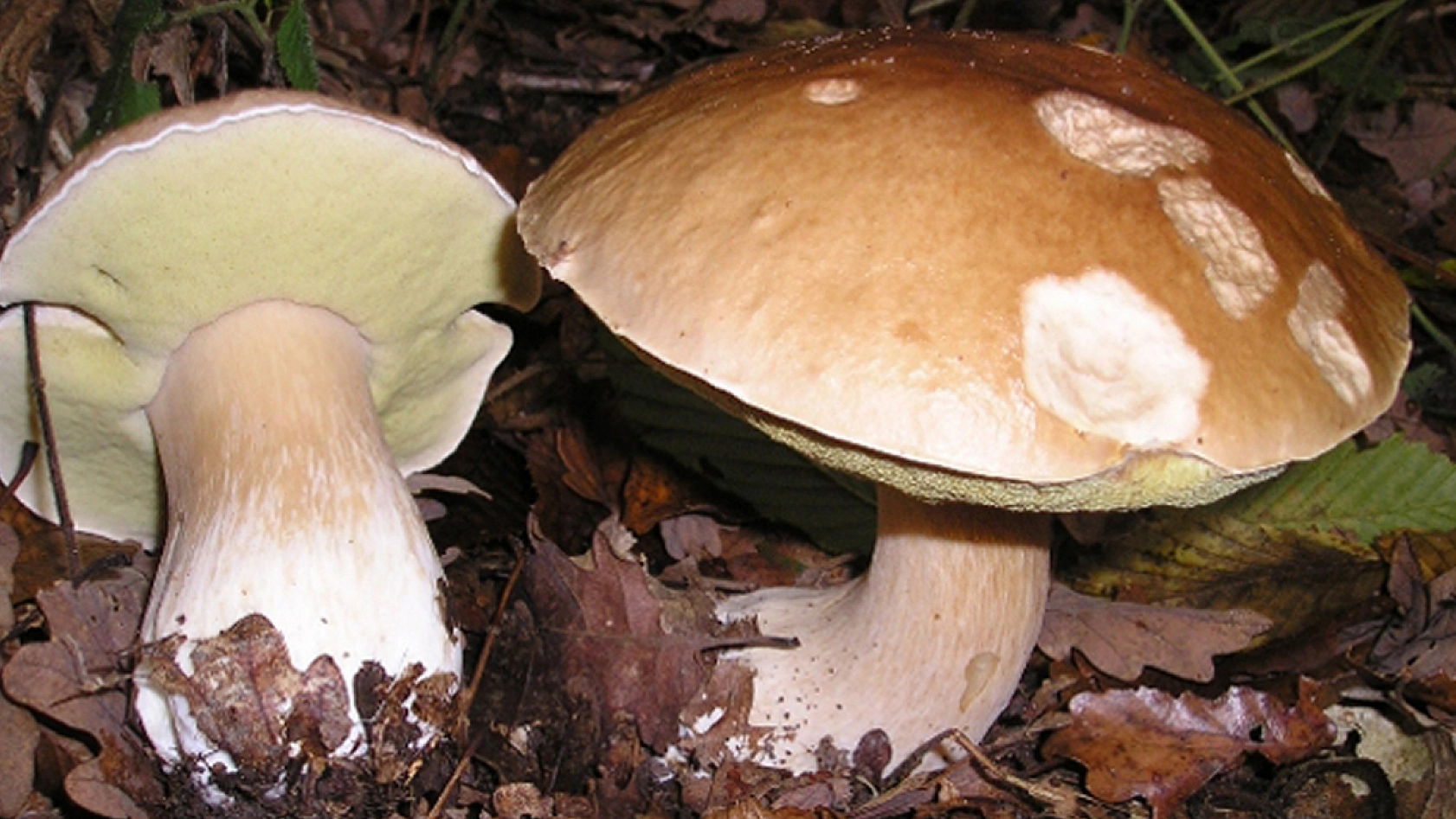 Mantar severler dikkat! Bu haberi okumadan tüketmeyin