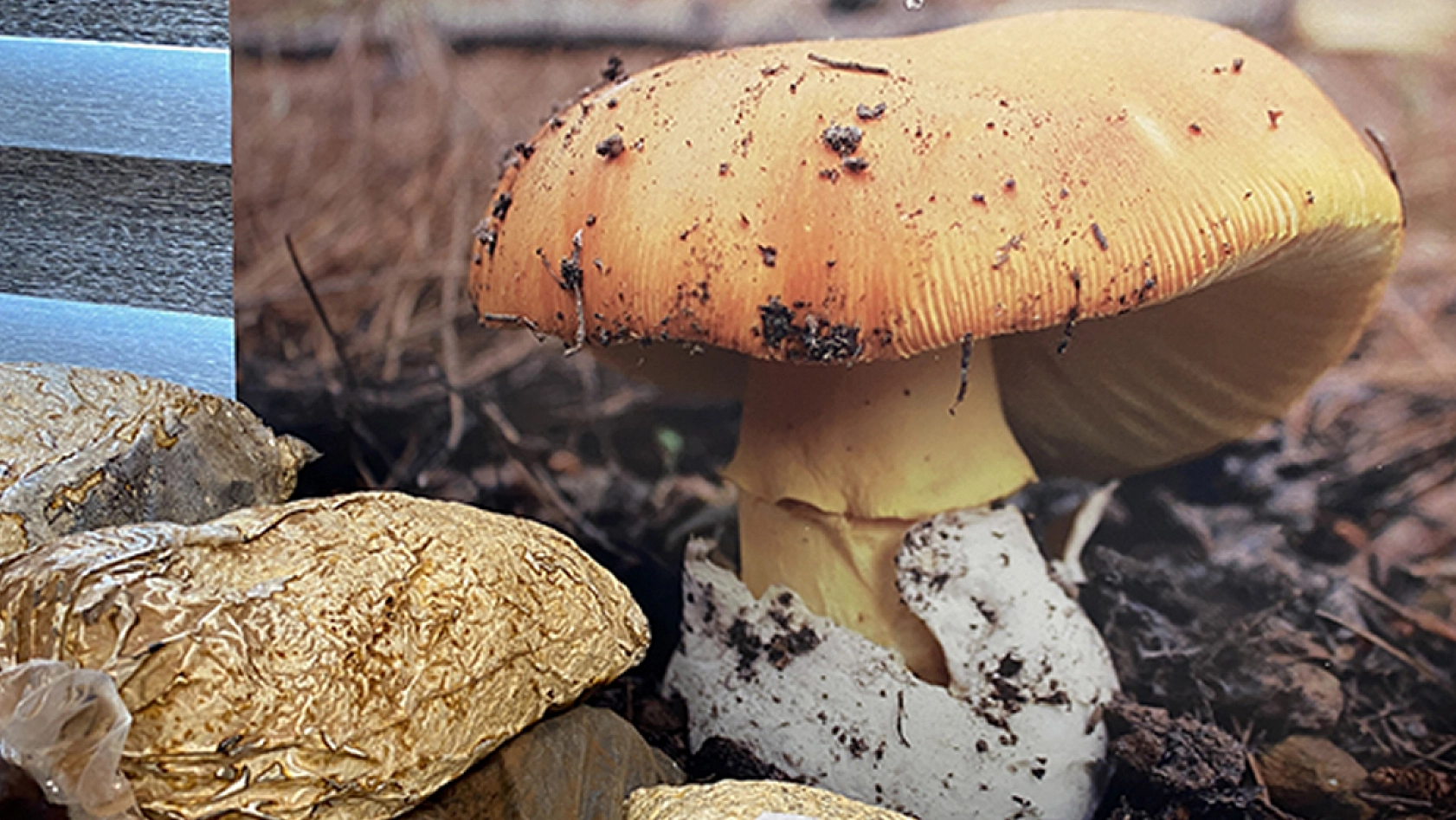Mantar severler dikkat! Bu haberi okumadan tüketmeyin