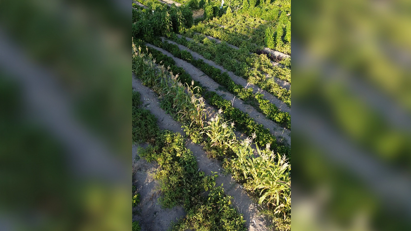 Elazığ'dan üretime milli reçete: dağ idi, bağ oldu