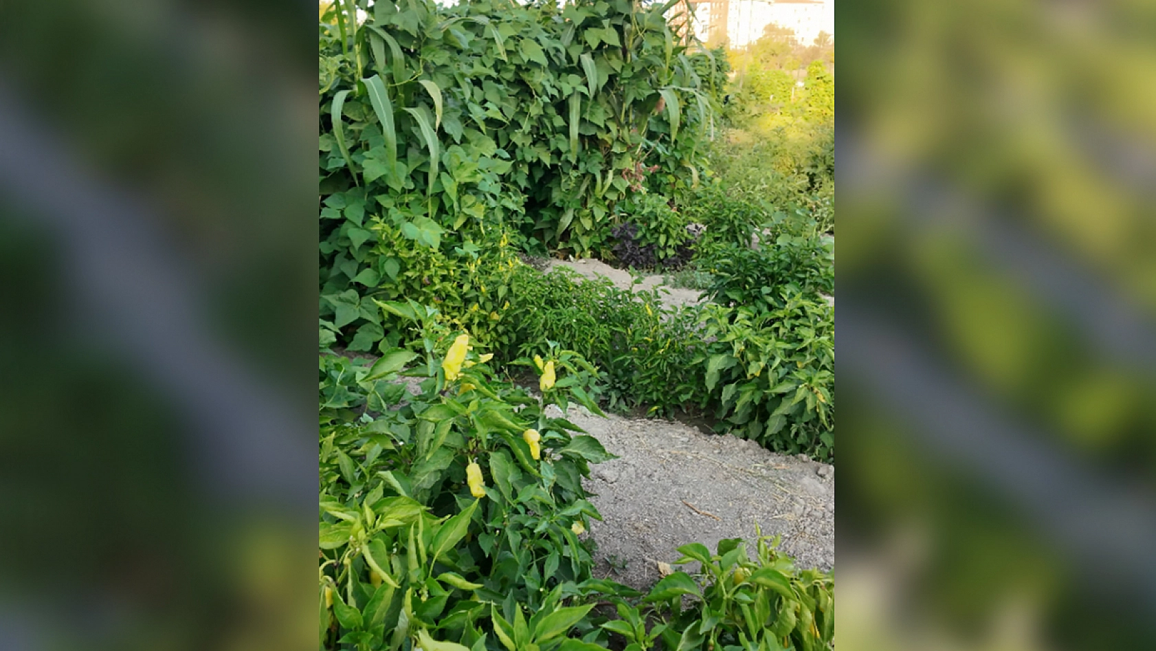 Elazığ'dan üretime milli reçete: dağ idi, bağ oldu