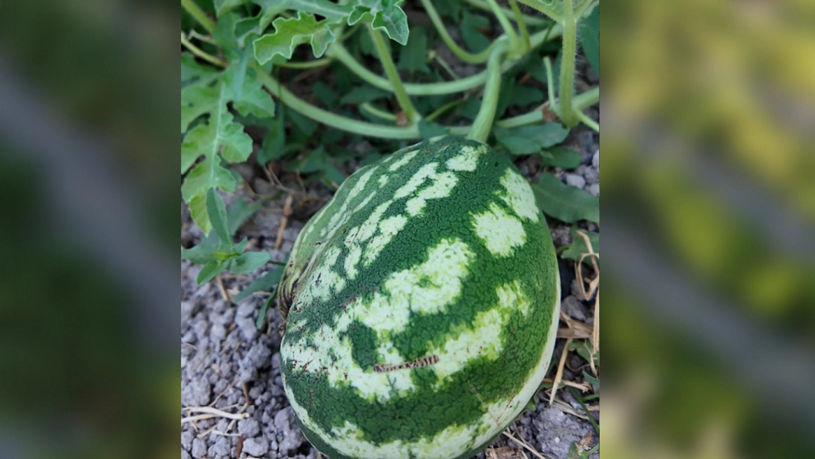Elazığ'dan üretime milli reçete: dağ idi, bağ oldu