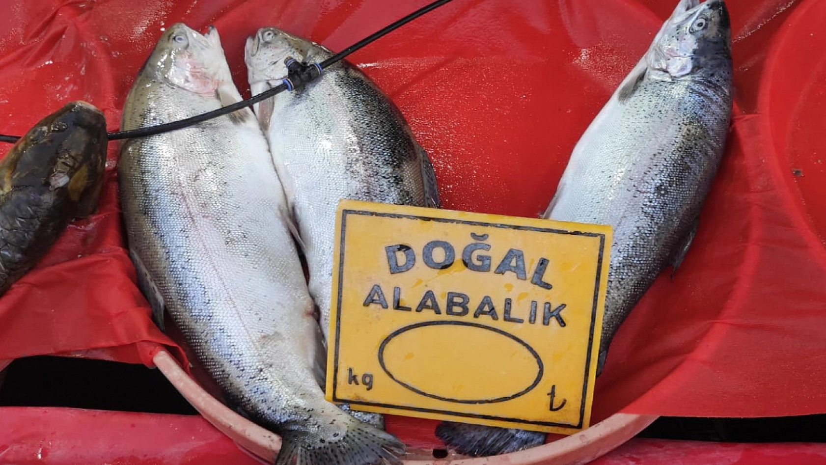 Elazığ'daki balık fiyatları