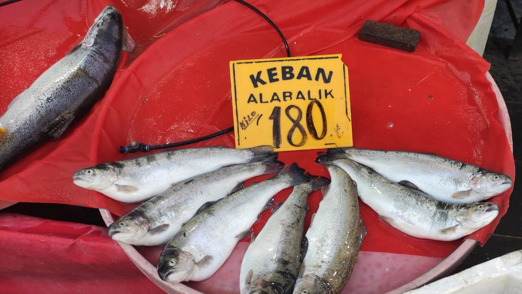 Elazığ'daki balık fiyatları