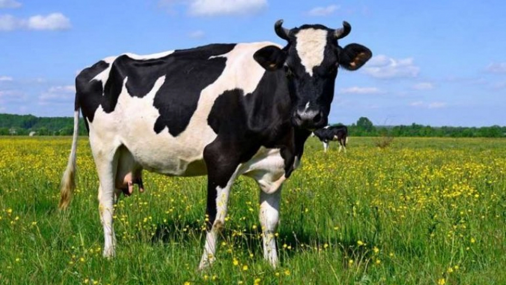Hakkari'de İnek Sürüsü Doğada Kayboldu, Sahipleri 4 Gün Sonra Buldu Gece Bulduğunda Fark Ettiği Detay Adamı Dehşete Düşürdü