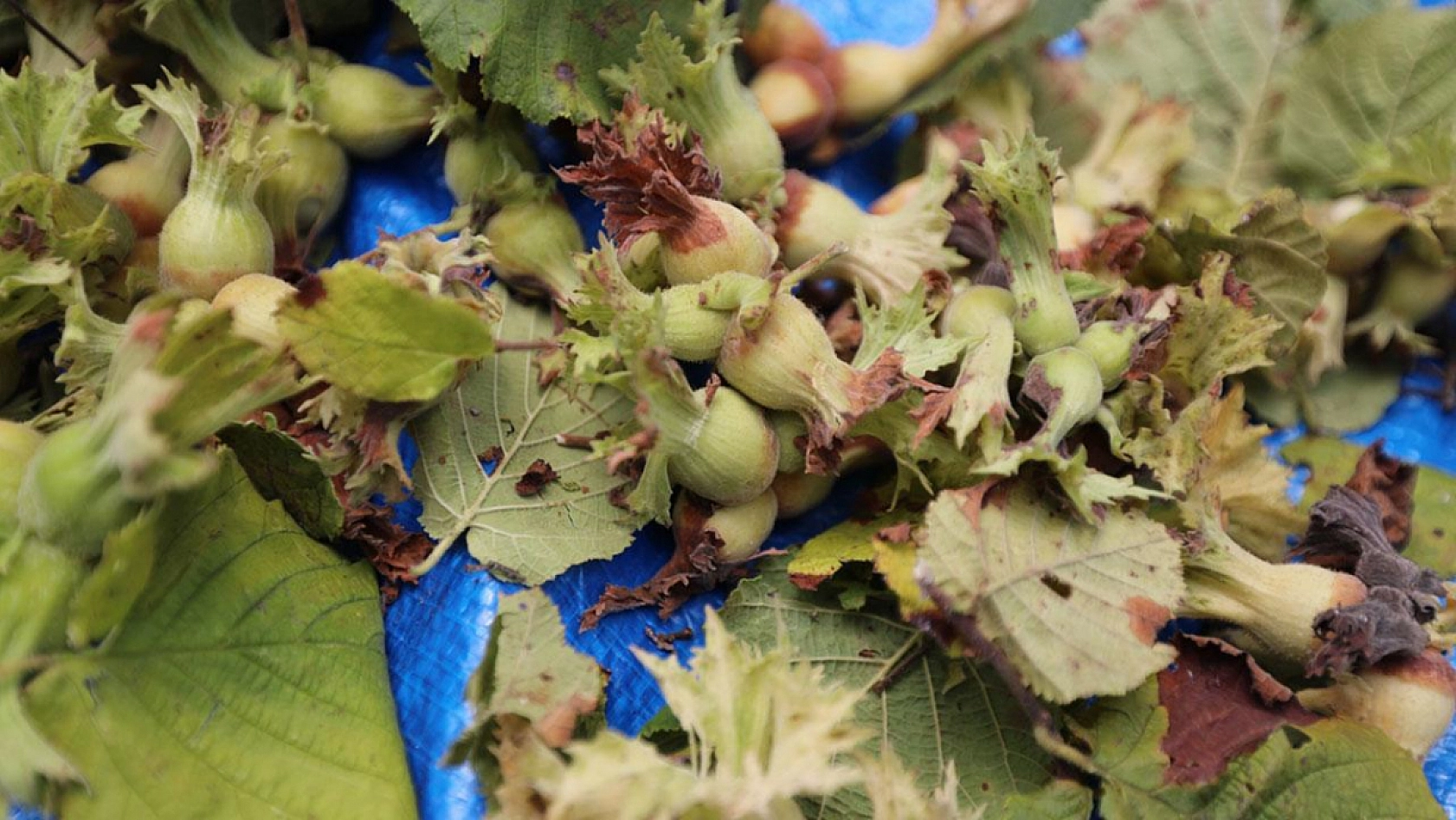 Hasat vakti geldi, saatte 3 bin 500 TL kazanıyorlar!