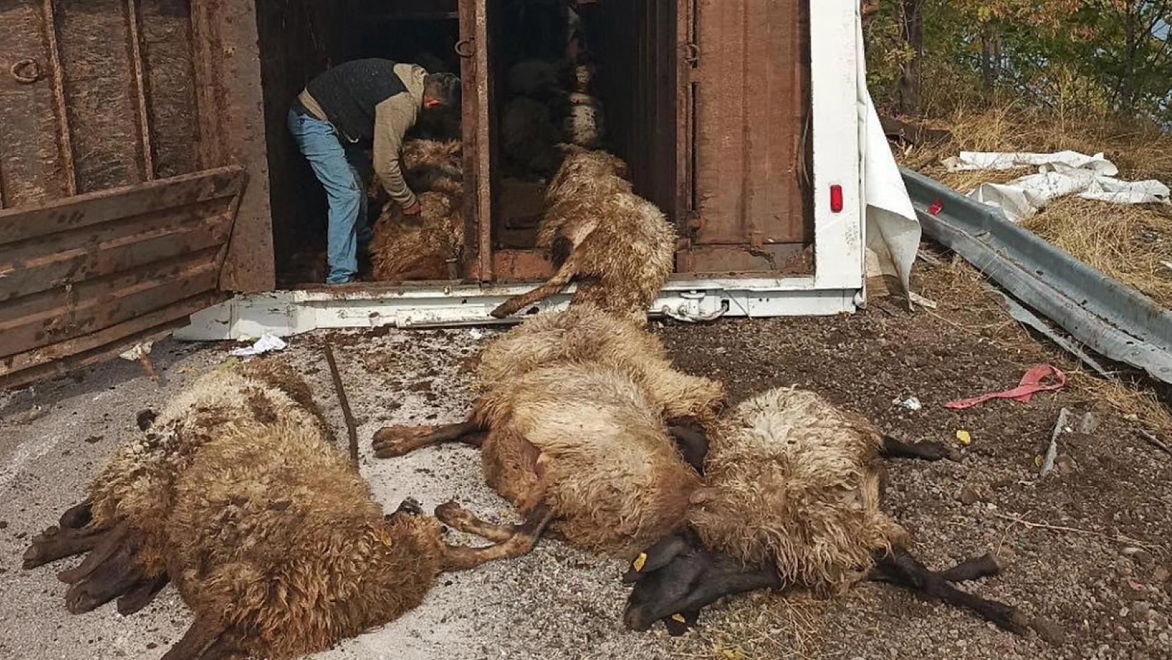 Elazığ'da küçükbaş hayvan taşıyan tır devrildi