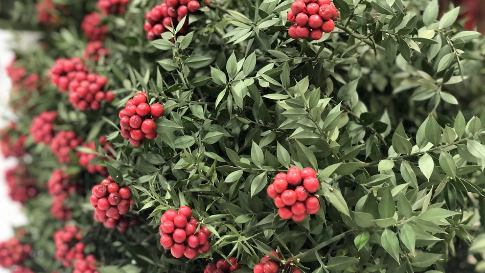 Elazığlılar dikkat! Bu çiçekten zehirlenebilirsiniz