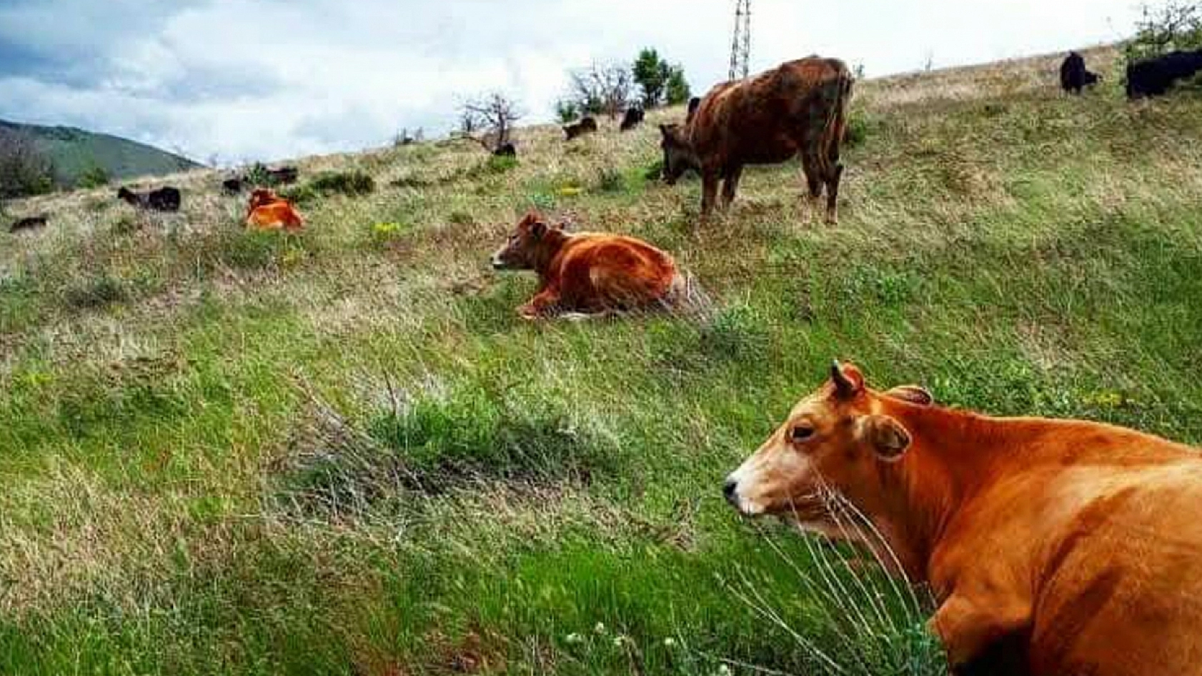 Elazığ'da bu köy: 'Nergis kadar saf, göç kadar hüzünlü'