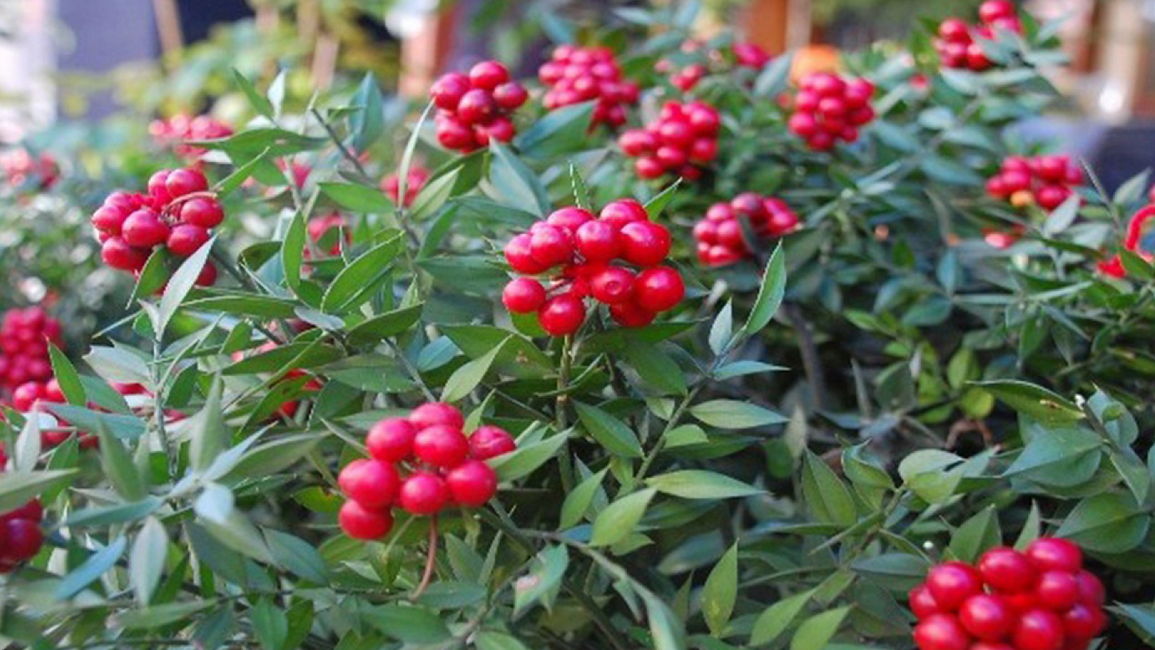 Elazığlılar dikkat! Bu çiçekten zehirlenebilirsiniz