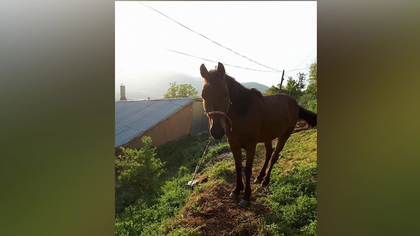 Elazığ'da bu köy: 'Nergis kadar saf, göç kadar hüzünlü'