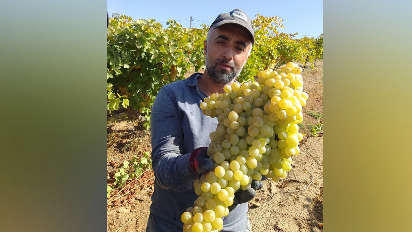 Elazığ'ın Kurtdere Köyü'nde rekor üzüm salkımı!