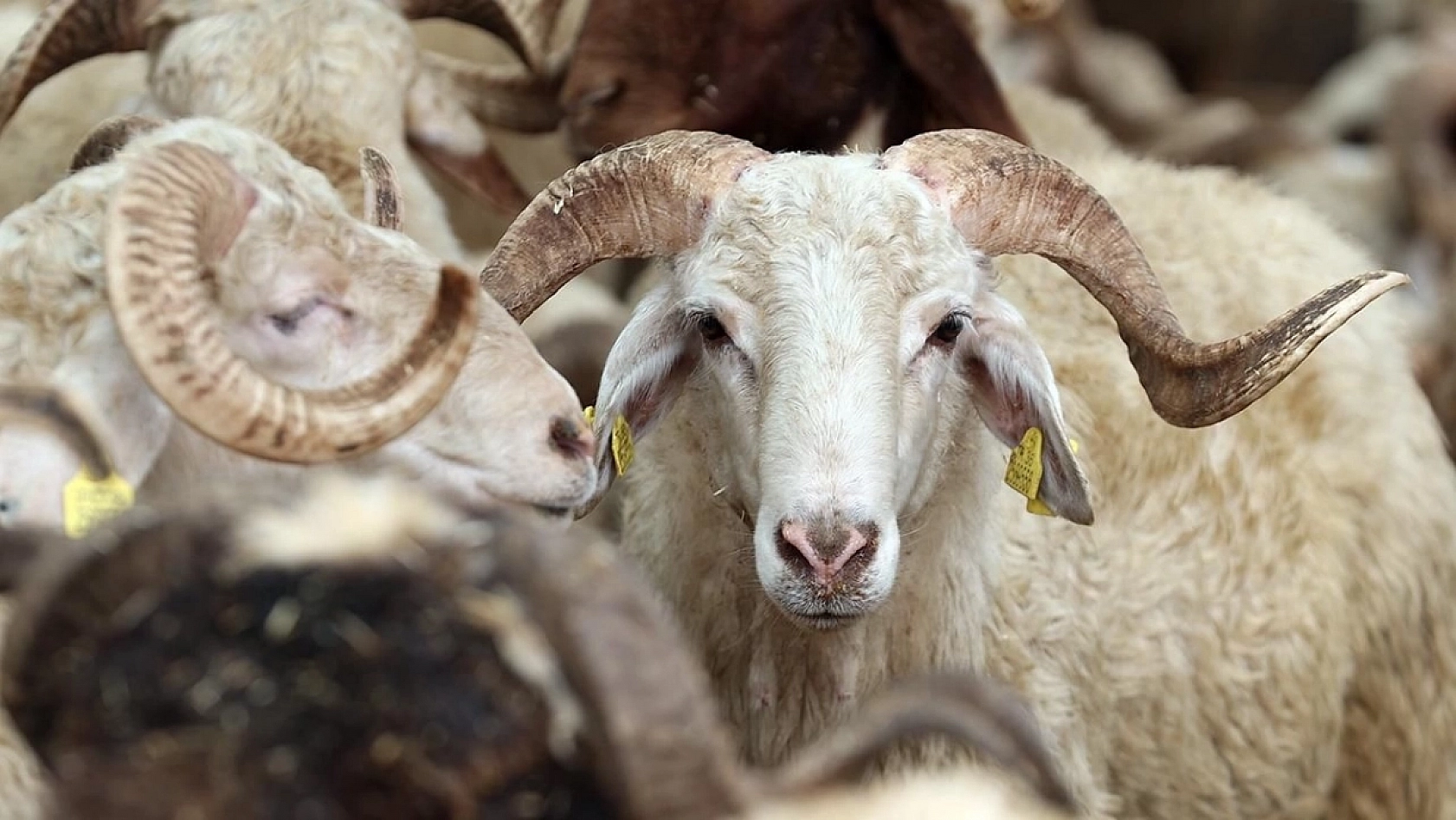 Kurbanlık Fiyatlarında Büyük Sürpriz: 2024 Hesapları Ortaya Çıktı!