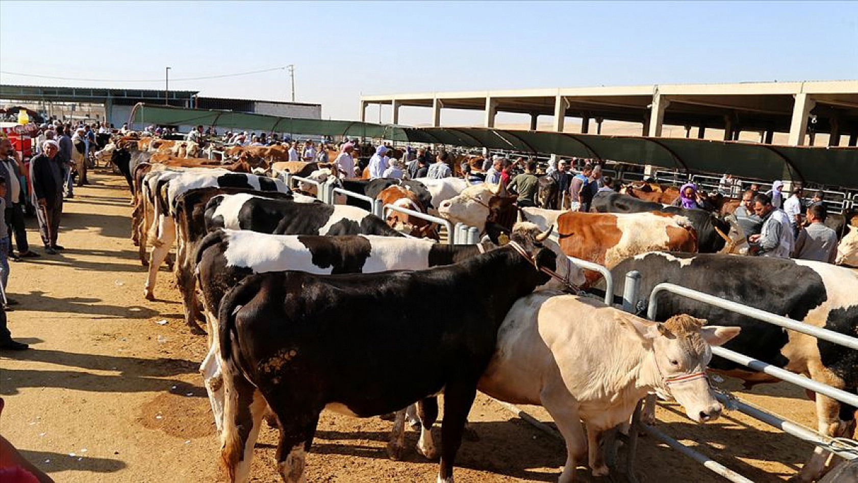 Elazığ'da bu hata 668 bin TL'ye mal olabilir: Kurban keserken bu hataları yapan yandı!
