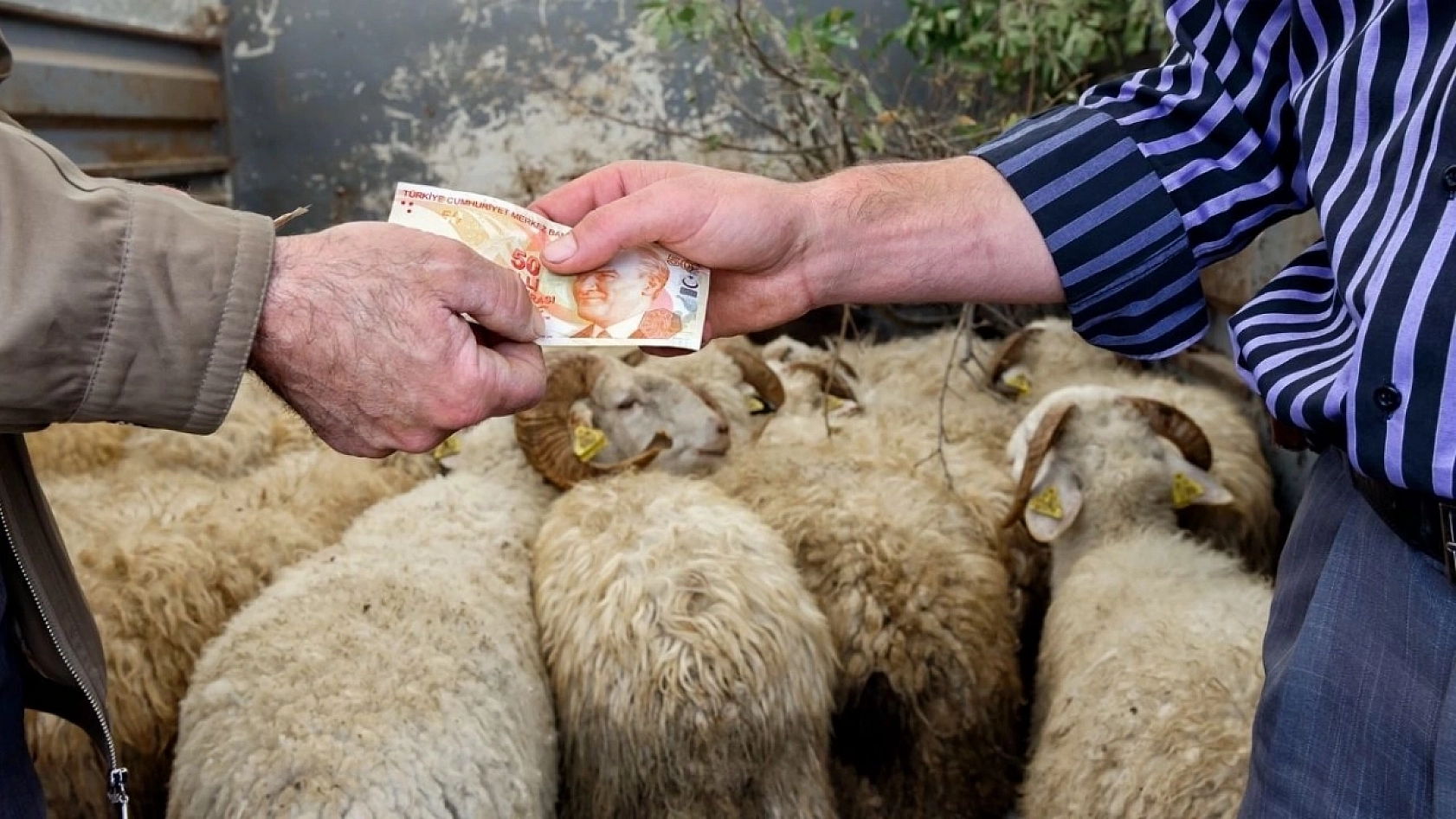 Kurbanlık Fiyatlarında Büyük Sürpriz: 2024 Hesapları Ortaya Çıktı!