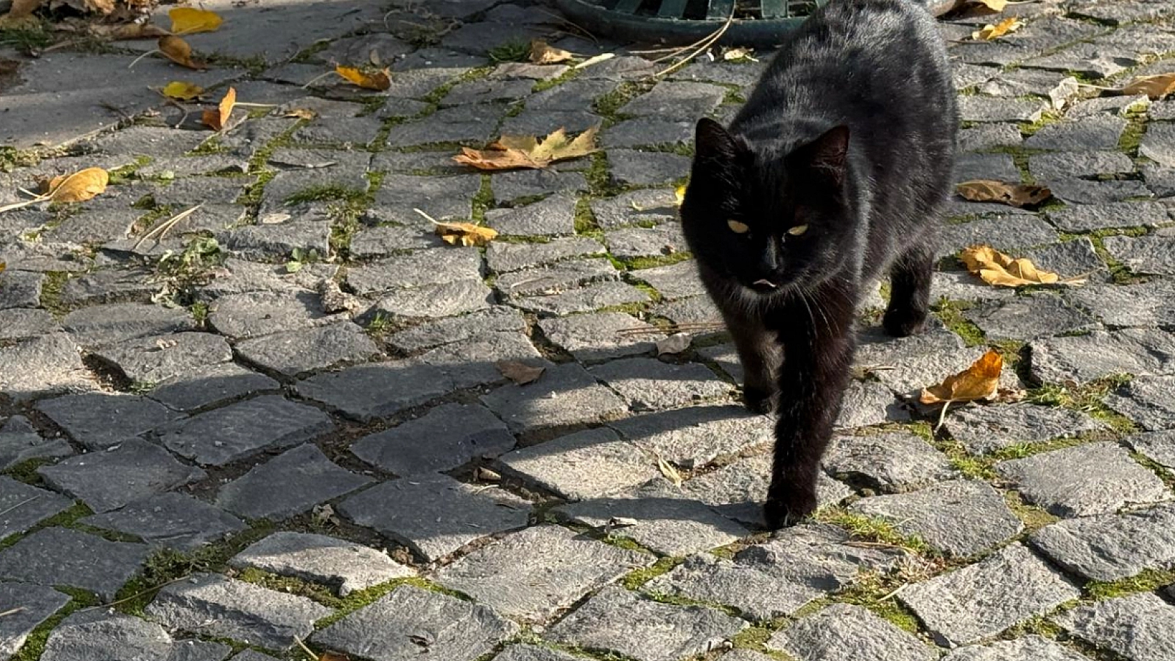 Elazığ'da sonbahar güneşinin keyfini en çok onlar çıkardı