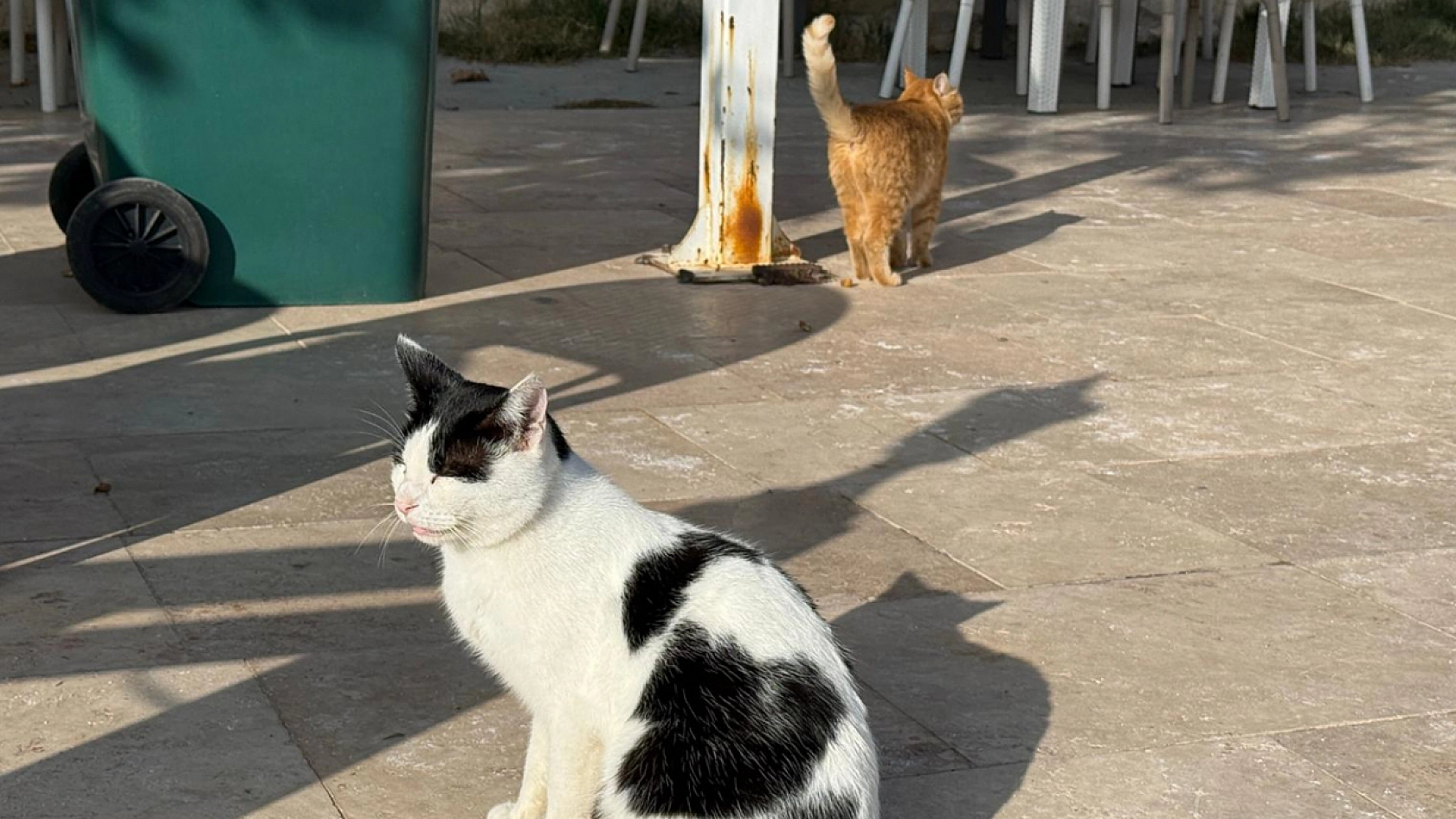 Elazığ'da sonbahar güneşinin keyfini en çok onlar çıkardı