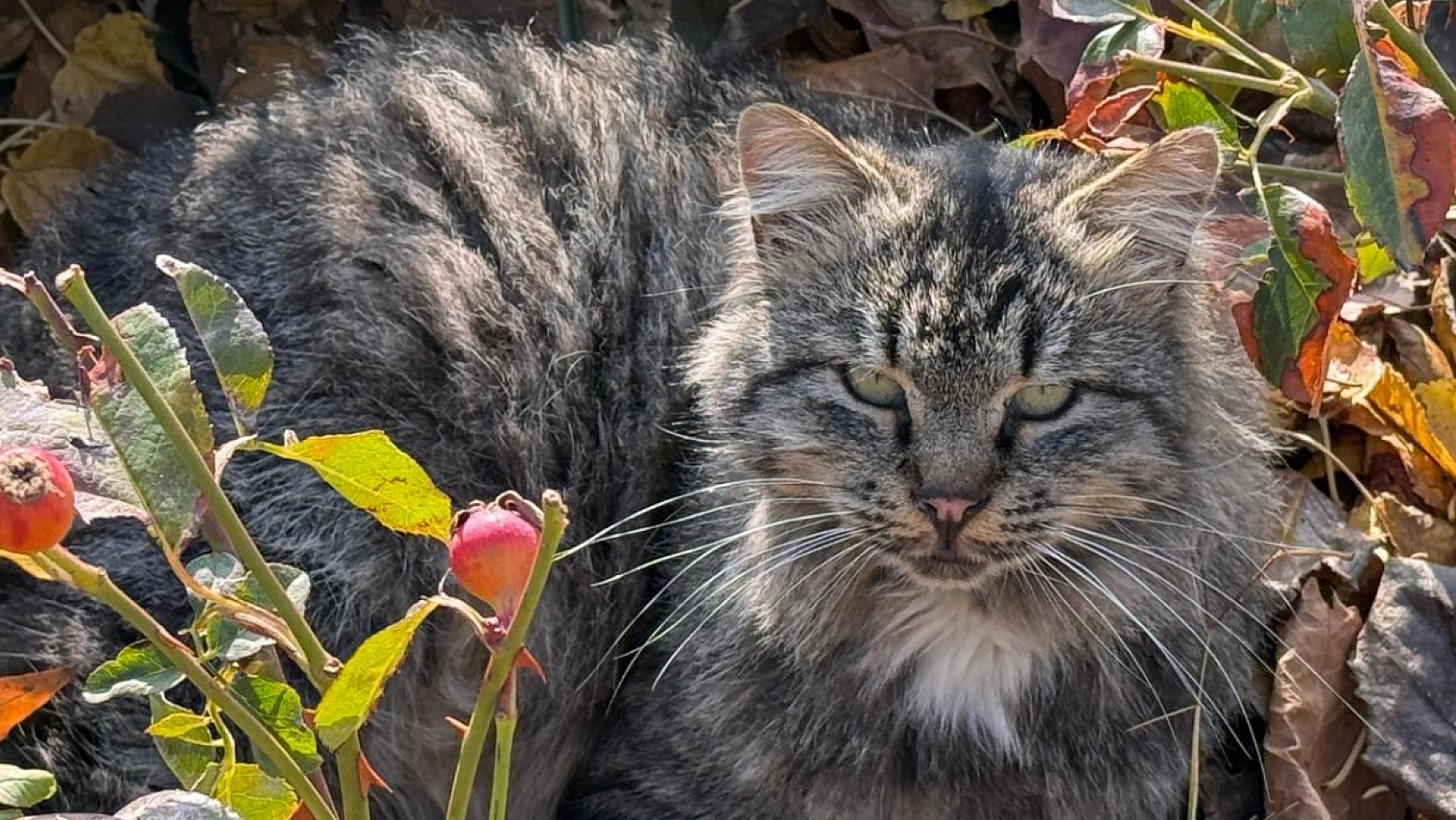 Elazığ'da sonbahar güneşinin keyfini en çok onlar çıkardı