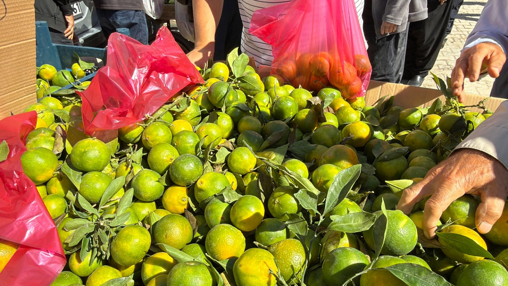 Elazığ'da kilosu 25 liradan satıldı kapış kapış alındı