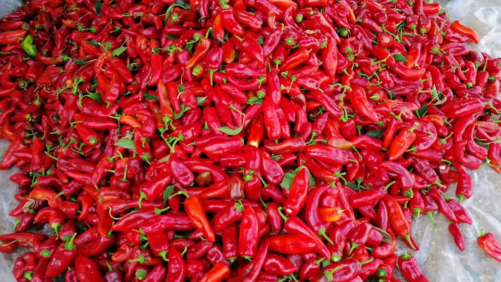 Elazığlı hanımlar dikkat: Kış hazırlığınız neredeyse bedavaya gelecek