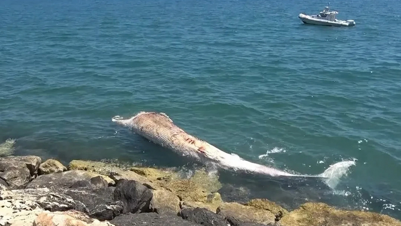 Türkiye'de ilk kez: Mersin'de Fin balinası bilime kazandırılıyor