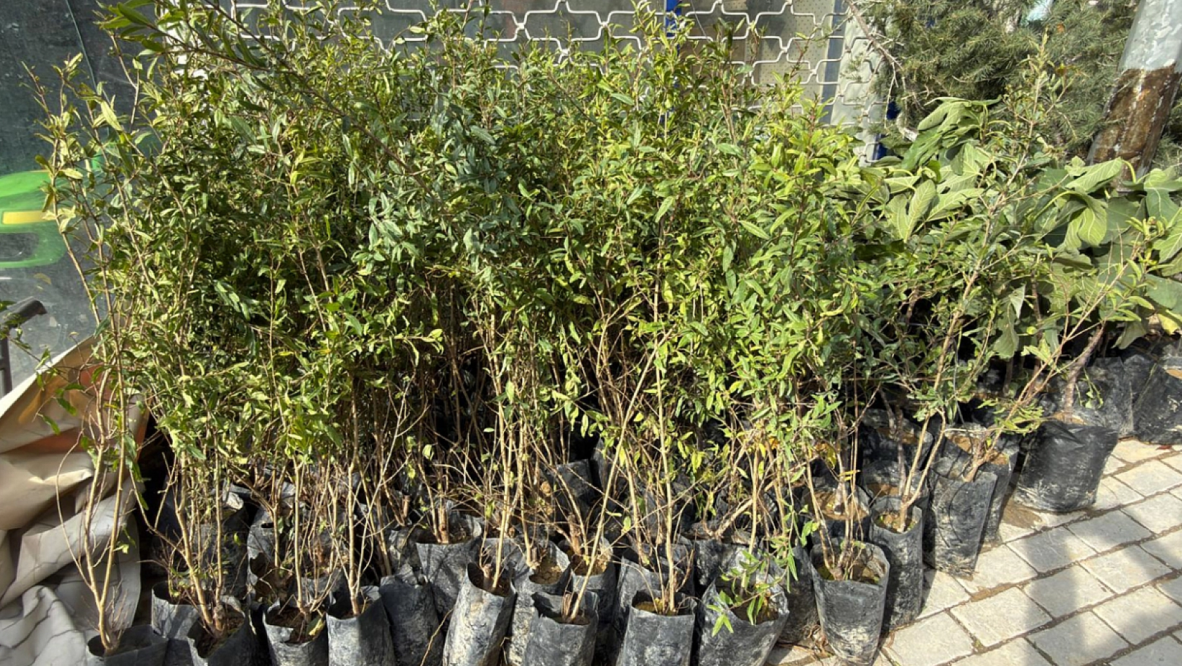 Elazığ dikim zamanı, sertifikasız ürünlerle zaman kaybetmeyin