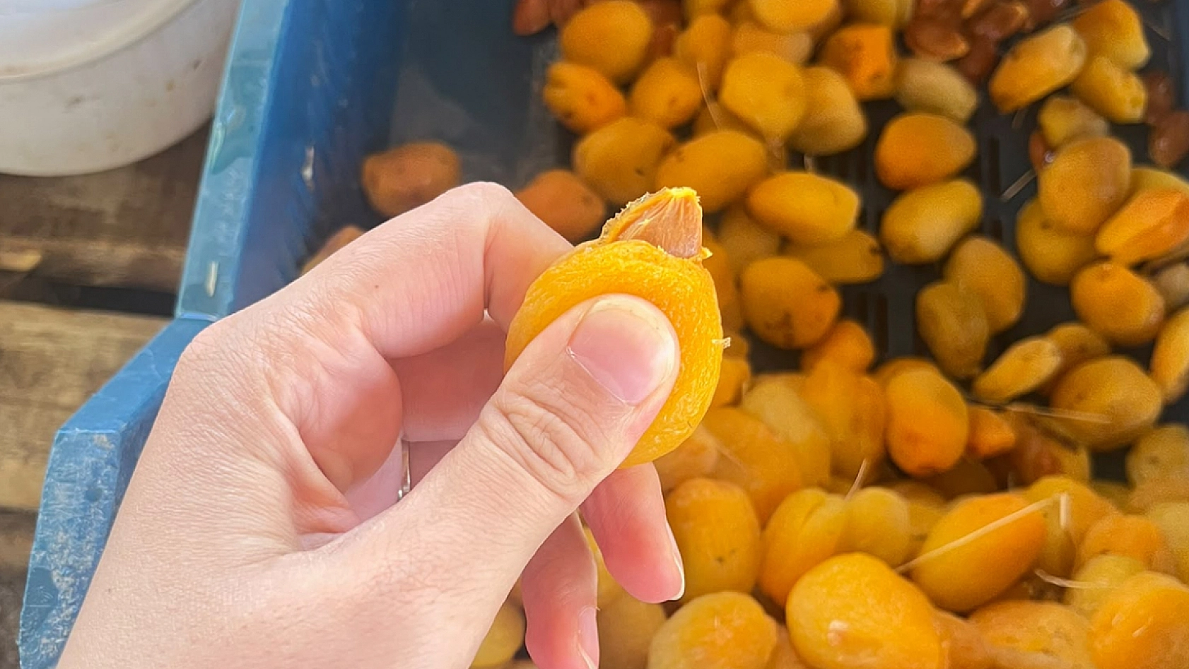 Elazığ'da kayısı hasadı üreticinin yüzünü güldürdü