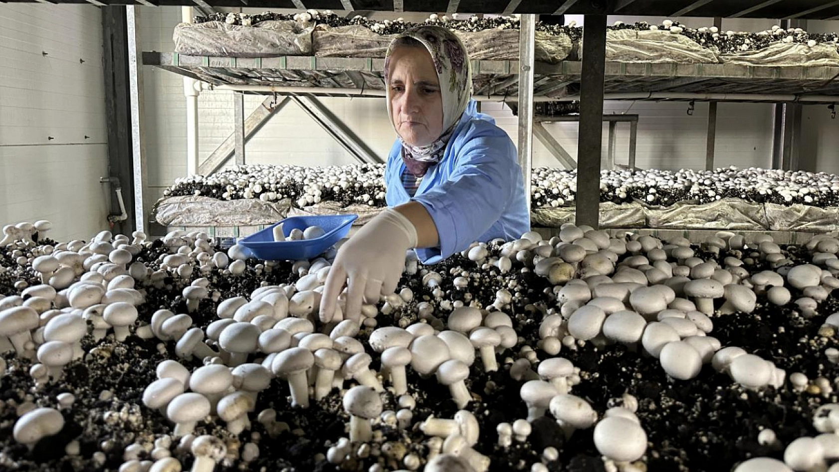 Elazığlılar Dikkat Bu İşi Yapan Paraya Para Demiyor!