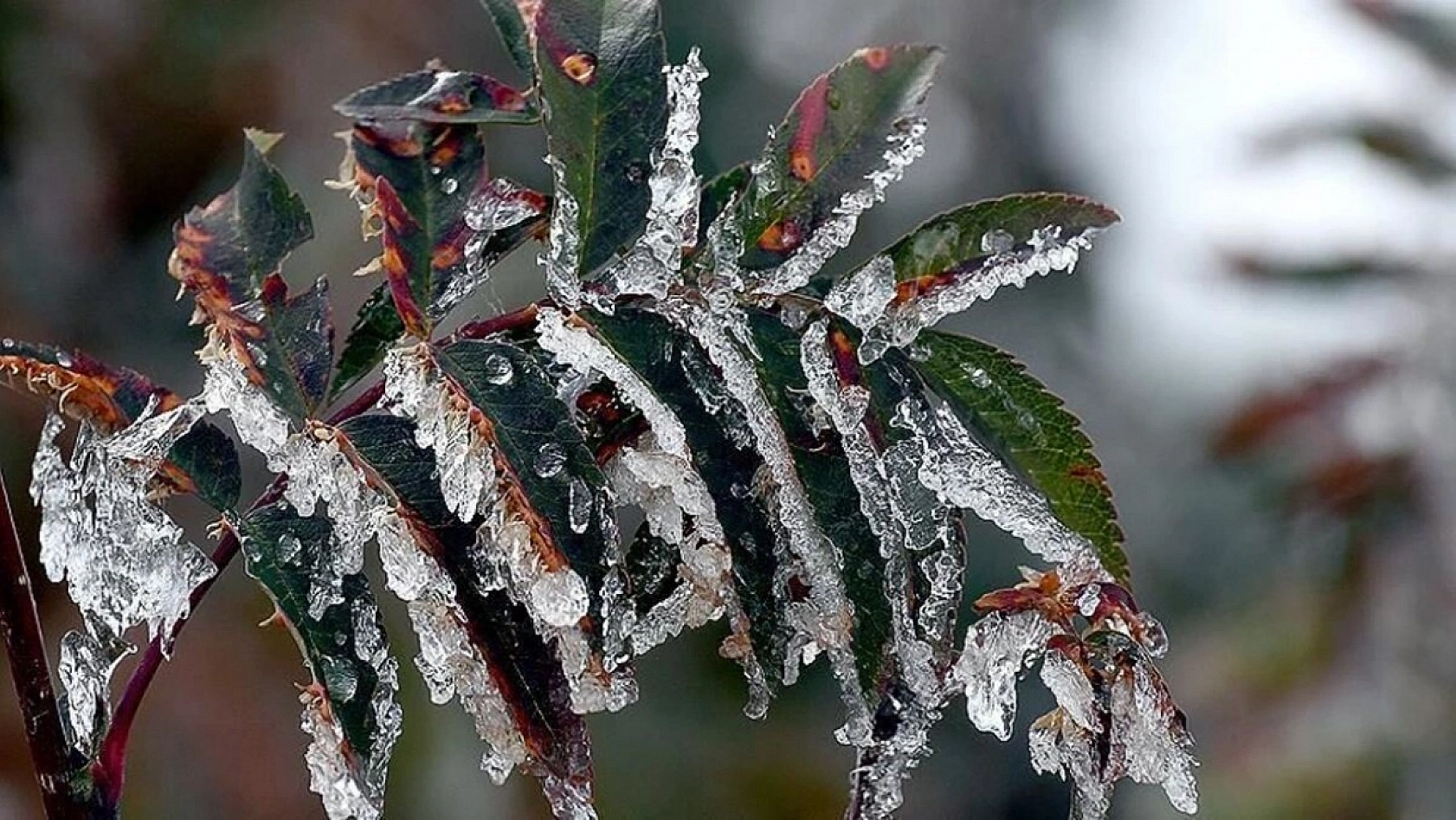 Elazığ, Bingöl, Tunceli, Sivas Ve Çevre İller İçin Tehlike Kapıda! Harita Mosmor Oldu!