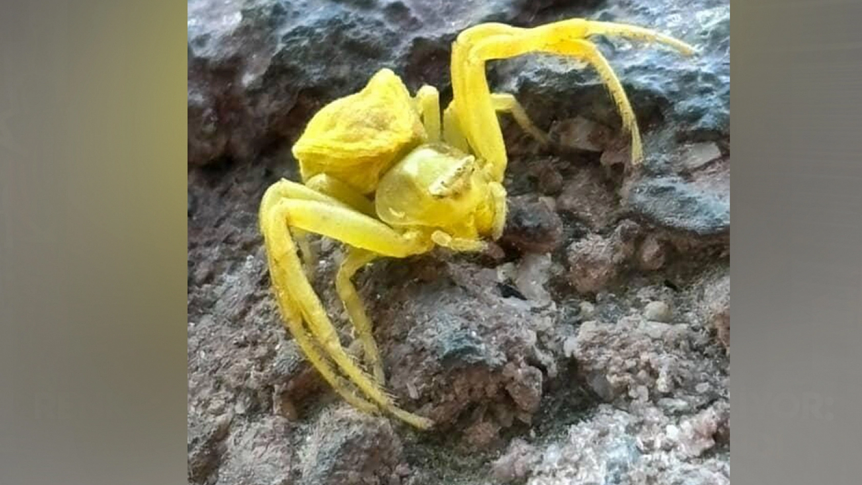 Renk değiştiriyor, avını sessizce izliyor: Elazığ'da nadir tür