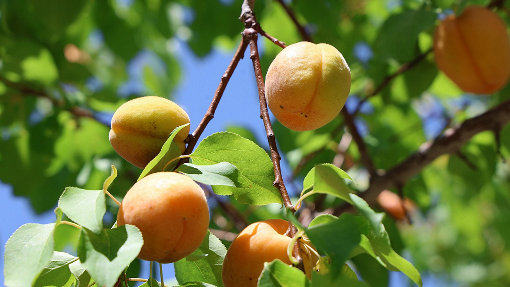 Elazığ'da bereket dönemi