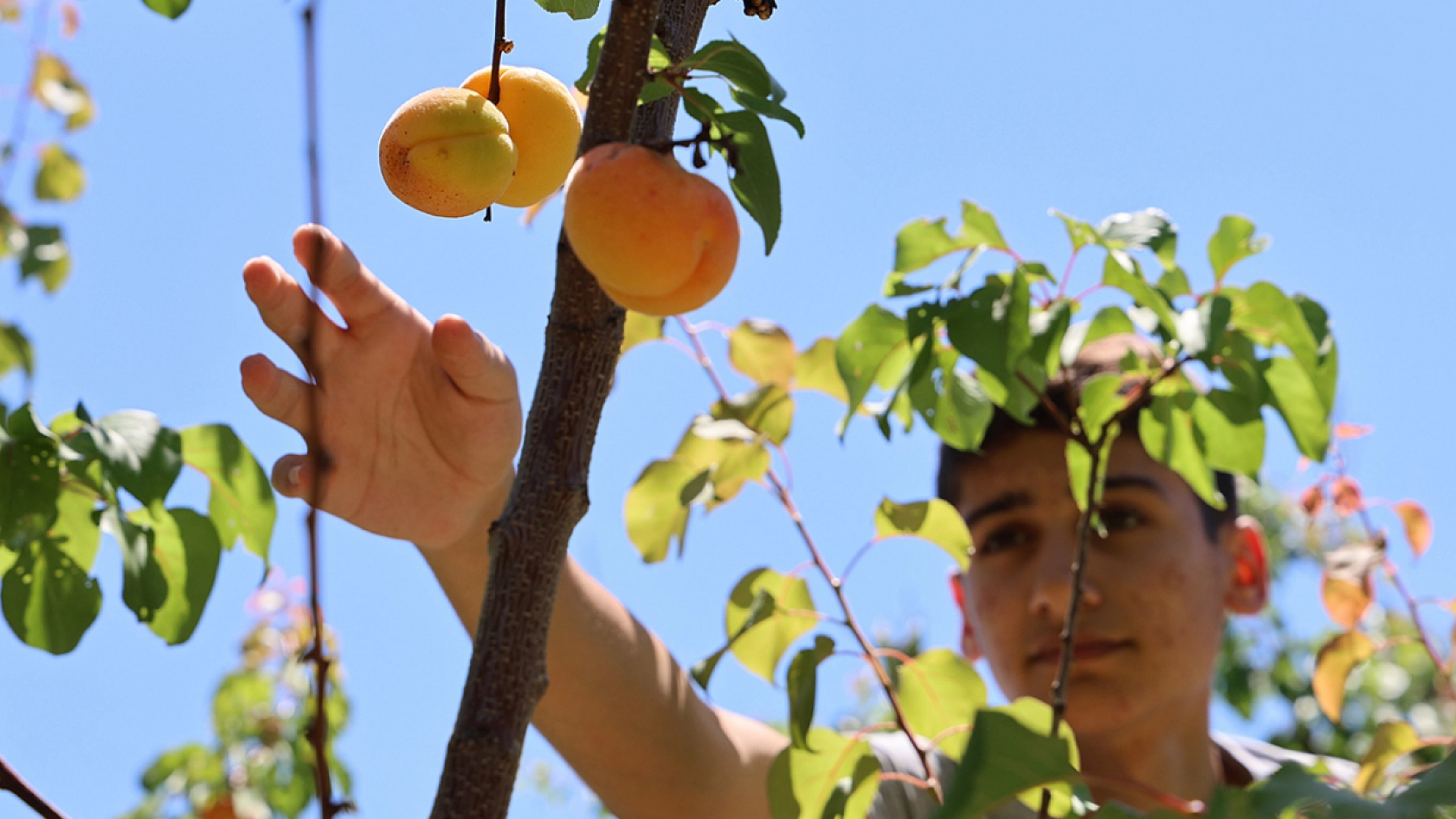 Elazığ'da bereket dönemi