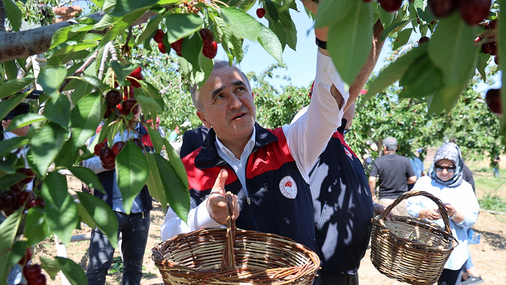 Elazığ'da donu unutturan kiraz hasadı