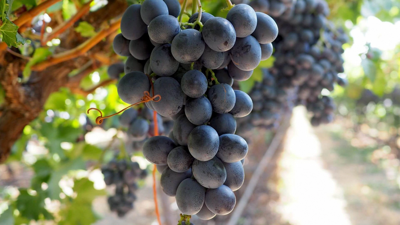 Elazığ'ın Ezdiğini Dünya Tanıyor!