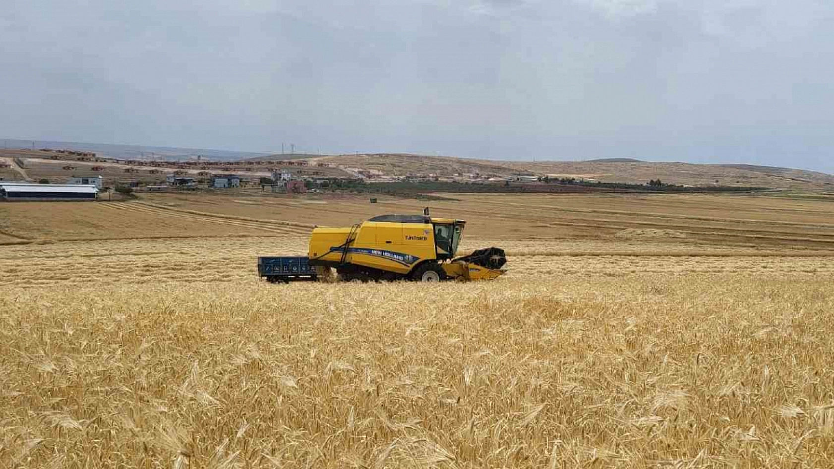 Yağışlar bereket getirdi: Buğday ve arpada yüksek rekolte beklentisi